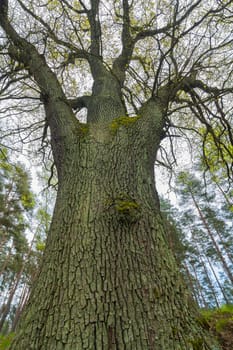 Large tree with the appearance of a giant
