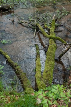 Trees fallen into the cunning with moss cover