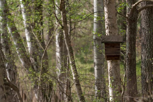Birdhouse on a birch tree in the Schlaubetal