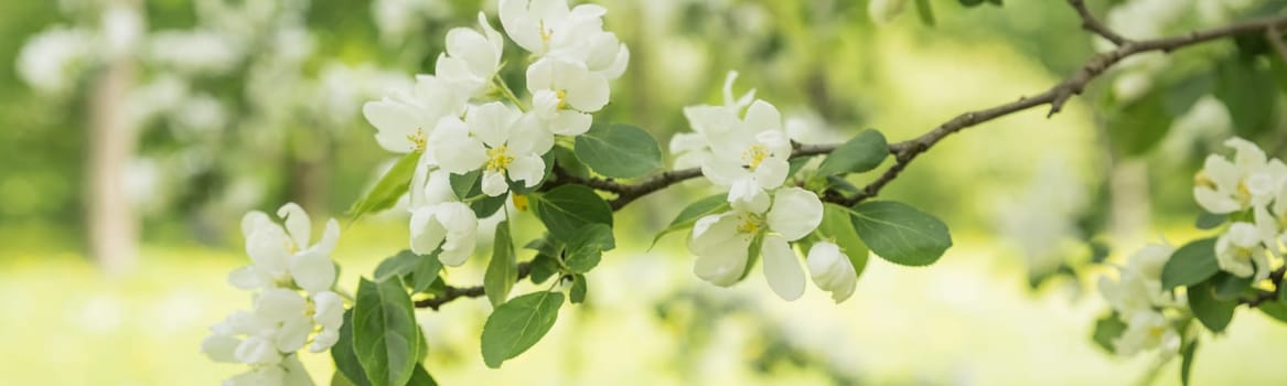 Beautiful flowering tree branches in the sun. Spring background with space to copy. Selective focus.