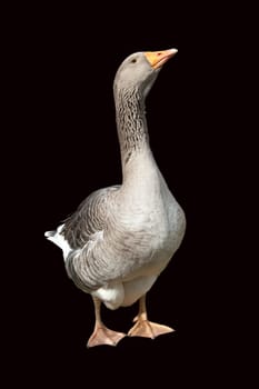Pommerngaense