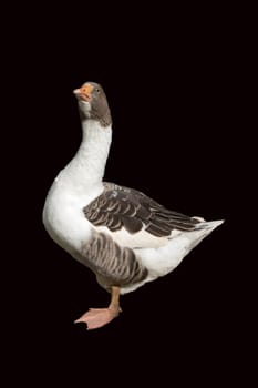 Pommerngaense