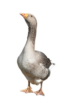 Pommerngaense