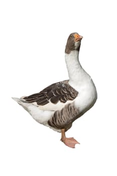 Pommerngaense