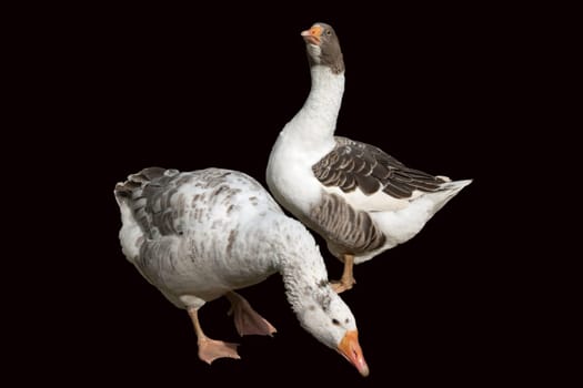 Pommerngaense