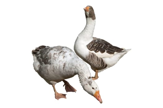 Pommerngaense