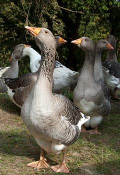 Pommerngaense