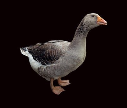 Pommerngaense