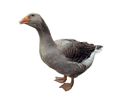 Pommerngaense