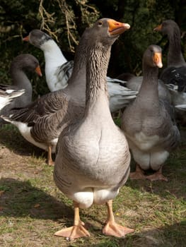 Pommerngaense