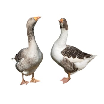 Pommerngaense