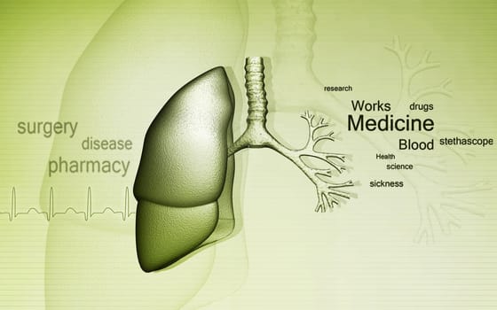 Digital illustration of human lungs in colour background