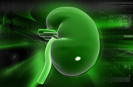 Digital illustration of kidney in colour background
