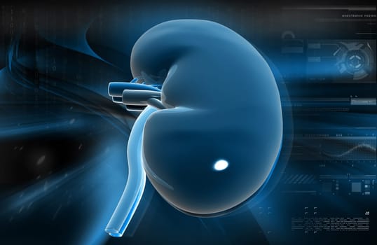 Digital illustration of kidney in colour background
