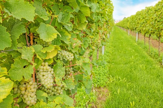 White vine with ripe grapes in vineyard before harvest