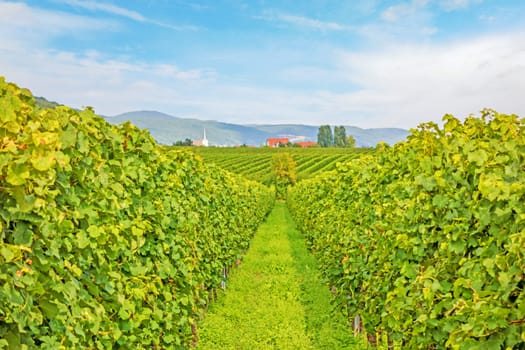 Beautiful green rows of grapes with blue sky