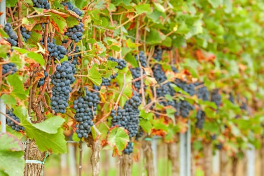 Red vine with ripe grapes in vineyard before harvest