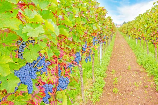 Vine with ripe grapes in vineyard before harvest
