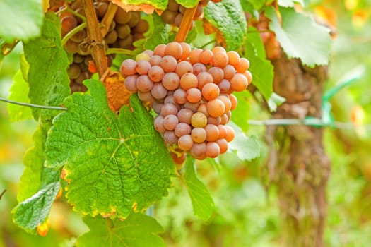 Red vine with ripe grapes in vineyard before harvest
