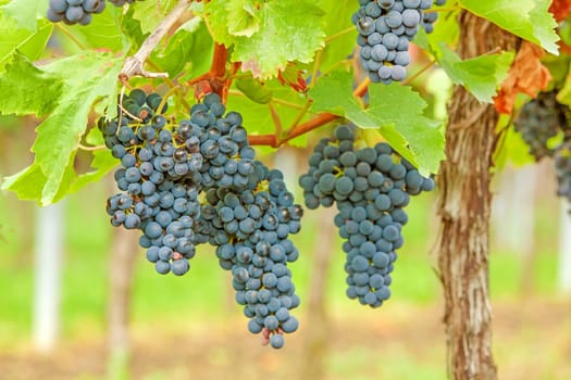 Red vine with ripe grapes in vineyard before harvest
