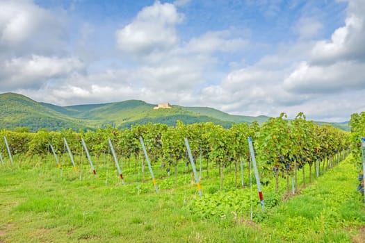 rows of grapes with castle Hambacher Schloss in the background