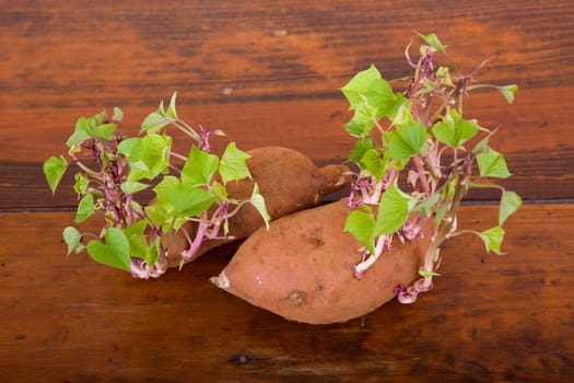 Potatoes sprouting in the kitchen table