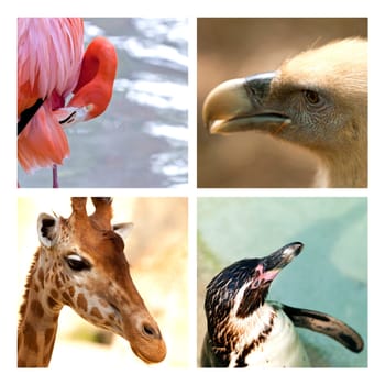 Four animals of the zoo on a collage
