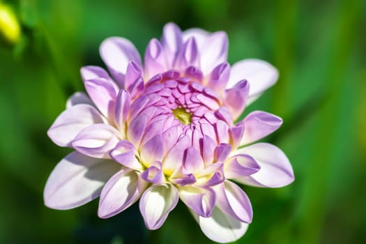 purple-white dahlia - Dahlia - flower image
