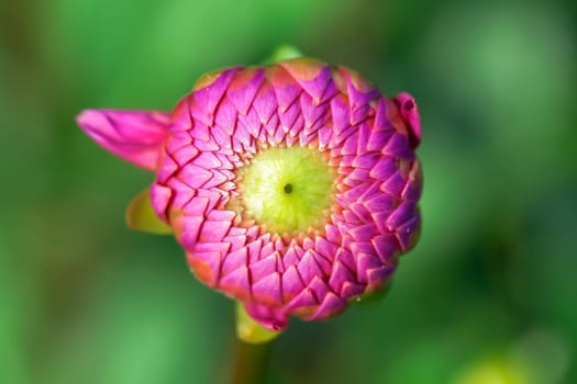 pink dahlia - Dahlia - macro-shot of the bud