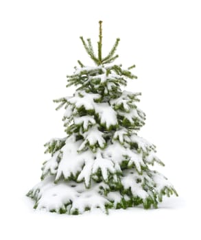 Perfect fir tree in fresh snow,for Christmas,isolated on pure white background