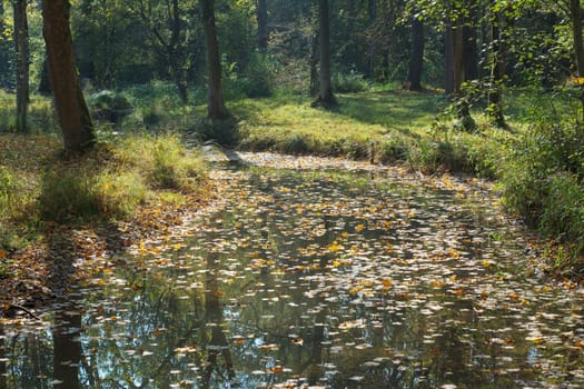Woodland and Stream with Colorful Autumn Leaves