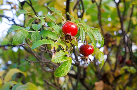 one bush with two rosehip and green leaf