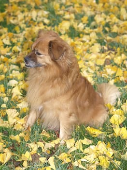Foxy-Pekinkgese-Pinscher