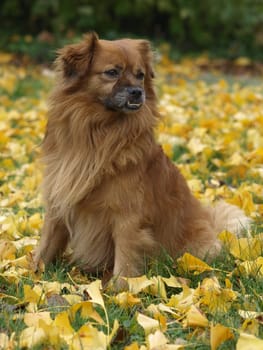Foxy-Pekinkgese-Pinscher