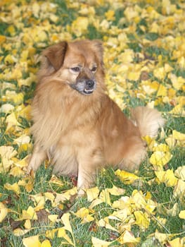 Foxy-Pekinkgese-Pinscher
