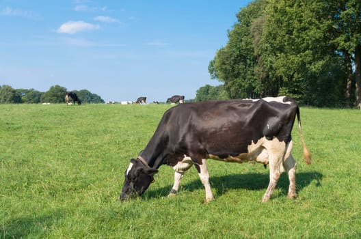 green meadow with grazing black frisian cows