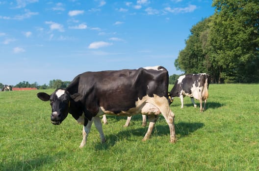green meadow with grazing black frisian cows