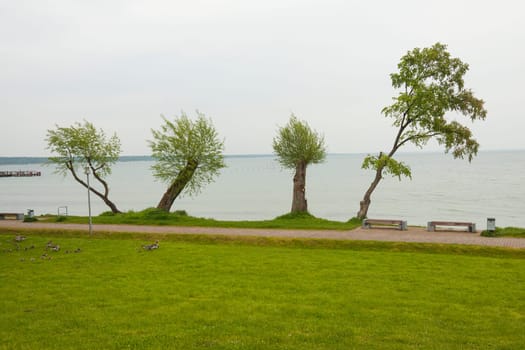 Four trees and two benches on the banks of the Müritz near Klink