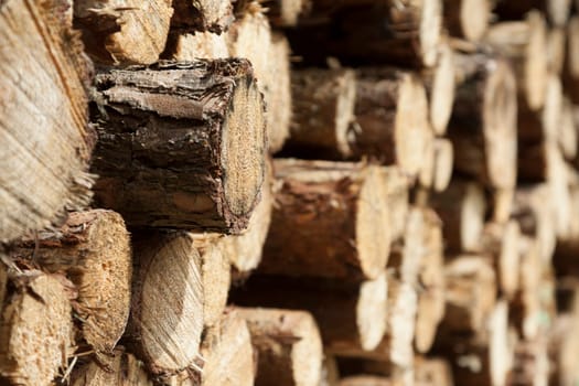 A single trunk protrudes from a stack of logs