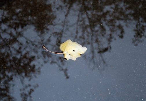 Yellow leaves lie on the wet pavement brilliant