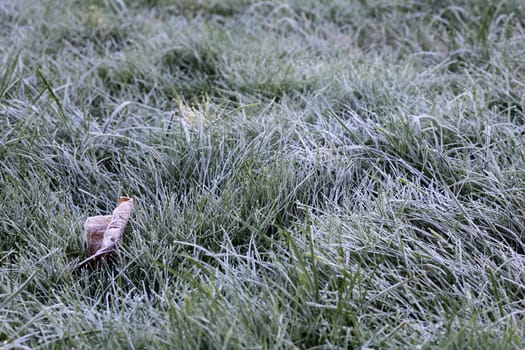 Soil frost in autumn - Ground grass and a leaf