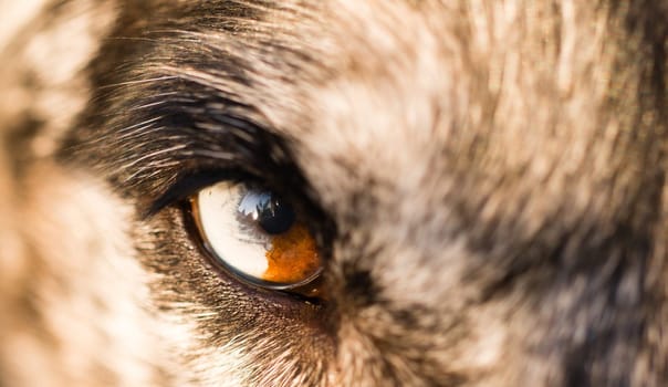 An animals eye is half white and brown making for an intense look