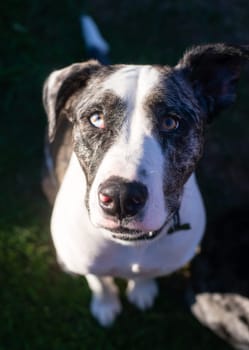 This unique dog looks at you with wonderful anticipation