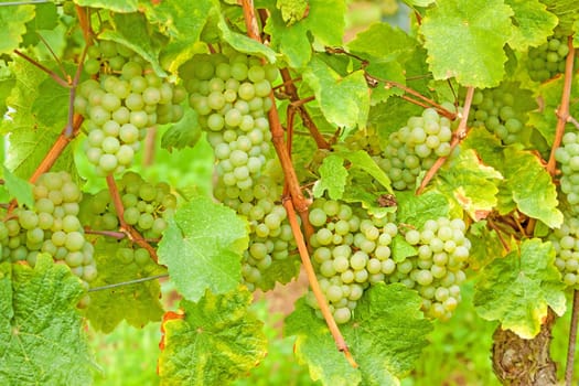 White vine with ripe grapes in vineyard before harvest