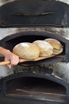 Baker gets freshly baked loaves of bread from a wood-fired oven