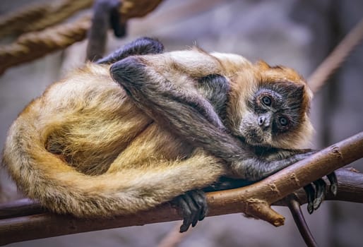 Geoffroy-Klammeraffe,(Ateles geoffroyi)