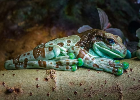 Cave toad frog