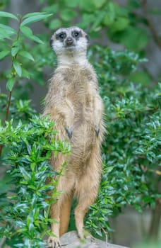 Meerkat stands on the hind legs