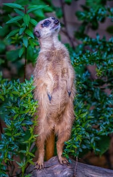 Meerkat stands on the hind legs
