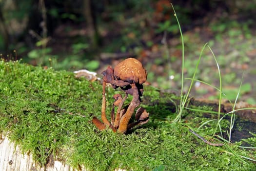 Mushrooms on moss,in the forest at the Hartsee